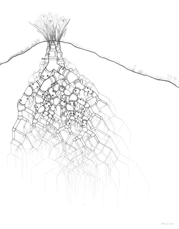crocus_roots_small